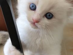 -Bastet sally猫舍购宠(静安店)