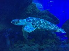 -成都浩海立方海洋公园