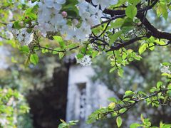 -留园