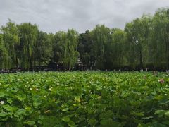 -四川大学(望江校区)