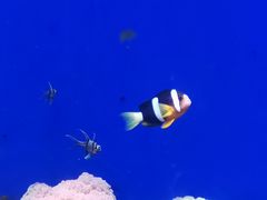 -江和美海洋公园