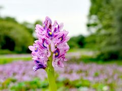 -白鹭湾湿地公园