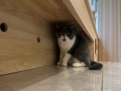 -有猫儿腻咖啡厅.猫咖