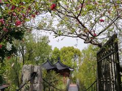 -南汇桃花村