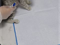-福州肆爪动物医院