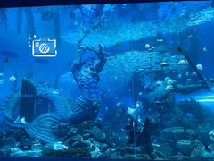 -哈尔滨波塞冬海底世界