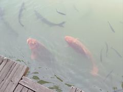 -乌村