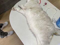 -美联众合宠物医院·爱萌分院·内外科·猫科中心