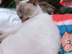 -1013 PET SHOP精品宠物商店(丁香店)