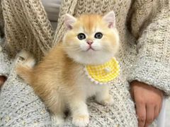 -欣宠猫屋·矮脚拿破仑·蓝金金渐层
