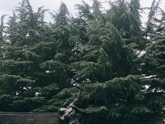 -上海市龙华烈士陵园