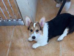 -Let's go狗咖·猫咖·奶狗·桌游(春熙路IFS店)