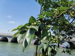 -临水阁农家乐饭店