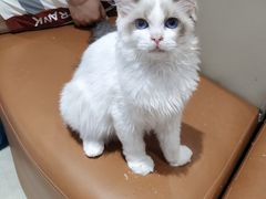 -藏猫猫咖啡主题馆(中央大道店)