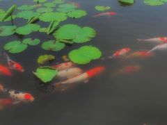 -鹅湖玫瑰文化园