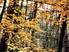 -帽儿山国家森林公园