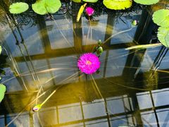 -国家植物园南园