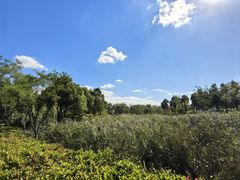 -春花秋色城市公园