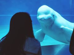-芜湖新华联大白鲸海洋公园