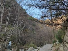 -王顺山国家森林公园