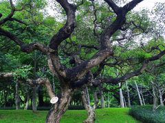 -火炉山森林公园