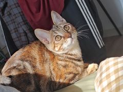 -伟伟宠物医院·瑞派猫友好医院·猫科(光谷店)