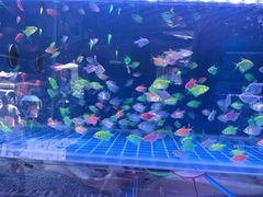 -青石桥花鸟鱼虫市场(叠翠城店)