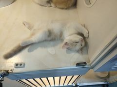 -糯米喵星人总部直营旗舰店·猫舍·幼猫出售