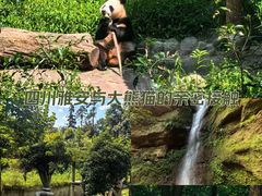 -中国大熊猫保护研究中心雅安碧峰峡基地