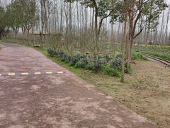 -合肥滨湖国家森林公园