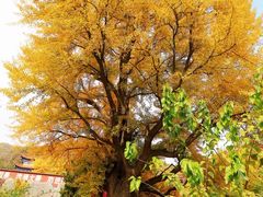 -遵化市禅林寺古银杏风景园