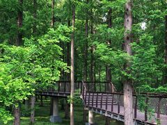 -黄海国家森林公园