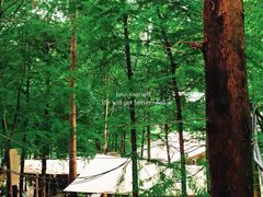 -铁山坪森林公园