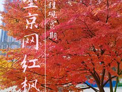 -大望京公园