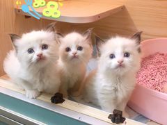 -十年猫舍·猫咪专门店(普陀店)
