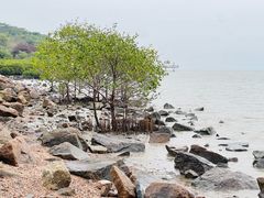 -深圳湾公园(南山区)