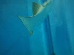 景点-北戴河圣蓝海洋公园