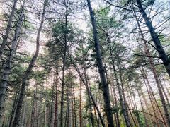 -帽儿山国家森林公园