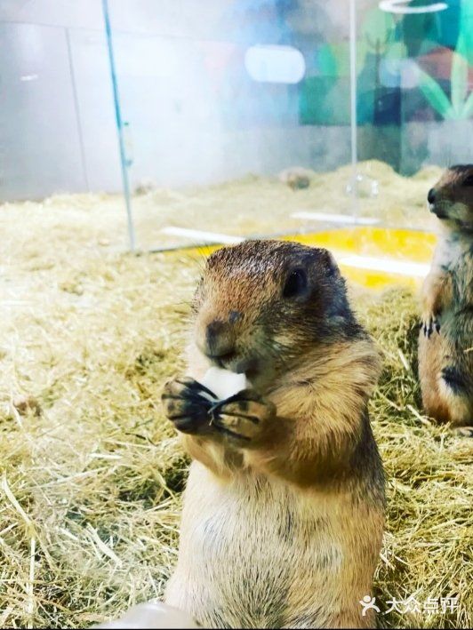 喜欢萌萌小动物的就来这家萌宠动物园