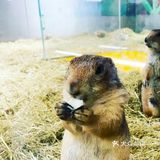 喜欢萌萌小动物的就来这家萌宠动物园