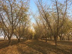 -黄海国家森林公园