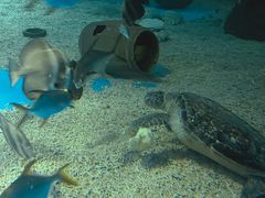 -北戴河圣蓝海洋公园