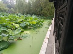 -盆景园(扬州大运河文化旅游度假区)