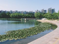-新江湾城公园