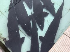 -天源渔港农庄