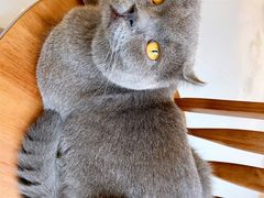 -猫友咖啡店(玉林西路店)