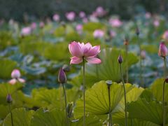 -东升八家郊野公园