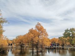 -金塔沙漠胡杨林景区