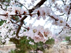 -北京西山国家森林公园