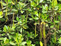 -华侨城湿地公园